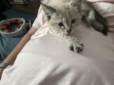 1 месяц, Девочка, Приучена к лотку at lalafo.kg 1 месяц, Девочка, Приучена к лотку