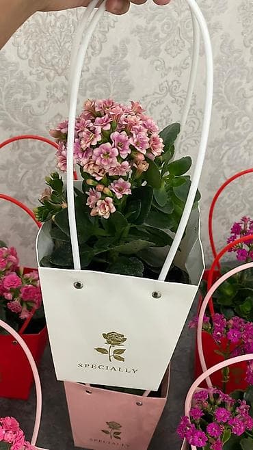 Монстерлер: Горшечные каланхоэ в подарочных пакетах - Цветение: обильные соцветия lalafo.kg да — 6 Монстерлер: Горшечные каланхоэ в подарочных пакетах - Цветение: обильные соцветия — 6