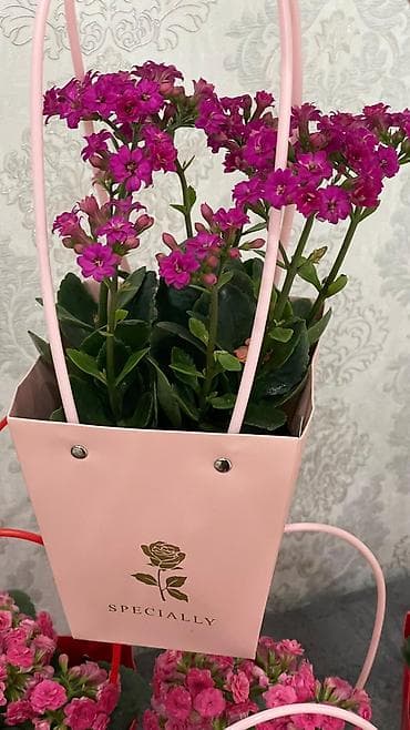 Монстерлер: Горшечные каланхоэ в подарочных пакетах - Цветение: обильные соцветия lalafo.kg да — 8 Монстерлер: Горшечные каланхоэ в подарочных пакетах - Цветение: обильные соцветия — 8