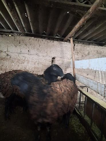 Продаю | Баран (самец) | На забой at lalafo.kg Продаю | Баран (самец) | На забой