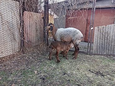 Продаю | Овца (самка), Ягненок | Арашан | Для разведения | Матка at lalafo.kg Продаю | Овца (самка), Ягненок | Арашан | Для разведения | Матка