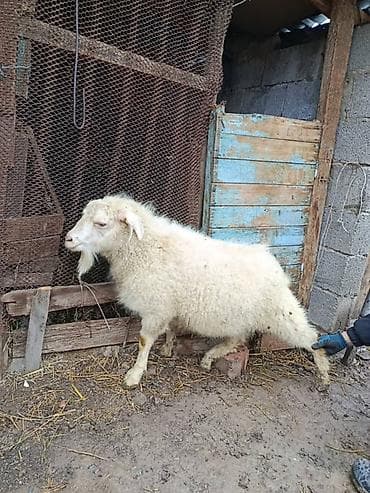 Продаю | Овца (самка) | Для разведения | Матка at lalafo.kg Продаю | Овца (самка) | Для разведения | Матка