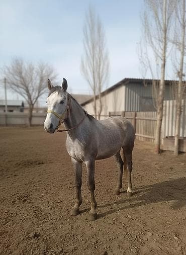 Продаю | Жеребец | На забой at lalafo.kg Продаю | Жеребец | На забой