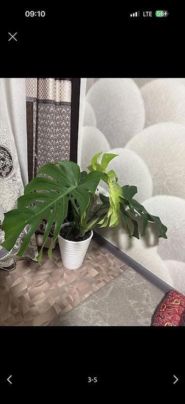 Монстера 2000 сом at lalafo.kg Монстера 2000 сом