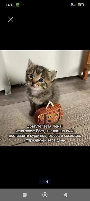 Ищут дом два котёнка — мальчик, серенький и девочка рыженькая - 3 at lalafo.kg Ищут дом два котёнка — мальчик, серенький и девочка рыженькая - 3