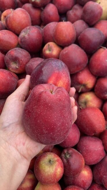 Яблоки at lalafo.kg Яблоки