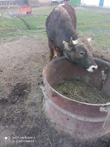 Продаю | Бык (самец) | Полукровка | На откорм | Привязанные at lalafo.kg Продаю | Бык (самец) | Полукровка | На откорм | Привязанные