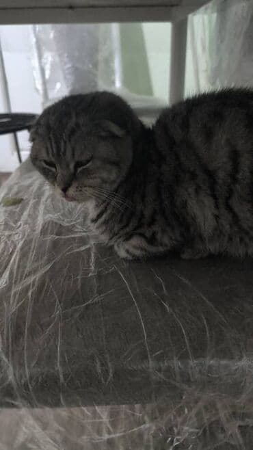 Шотландская вислоухая кошка (Scottish Fold) - Окрас: серый табби с at lalafo.kg Шотландская вислоухая кошка (Scottish Fold) - Окрас: серый табби с