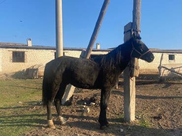 Продаю | Конь (самец) | Конный спорт at lalafo.kg Продаю | Конь (самец) | Конный спорт