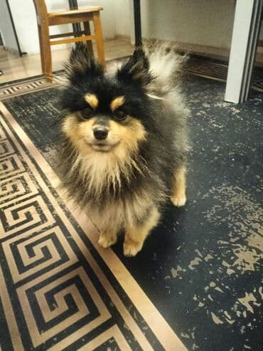 Шпиц, 8 месяцев, Самец, С прививкой at lalafo.kg Шпиц, 8 месяцев, Самец, С прививкой