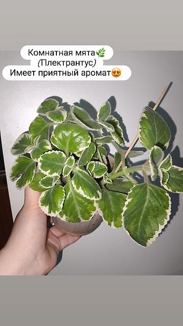 Продаю комнатные растения, цветы Пассифлора Бегония крылья ангела at lalafo.kg Продаю комнатные растения, цветы Пассифлора Бегония крылья ангела