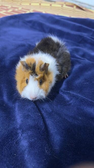 ПРОДАЮ МОРСКУЮ СВИНКУ! •ДЕВОЧКА •РОДИЛАСЬ 16 ОКТЯБРЯ •ПУШИСТАЯ at lalafo.kg ПРОДАЮ МОРСКУЮ СВИНКУ! •ДЕВОЧКА •РОДИЛАСЬ 16 ОКТЯБРЯ •ПУШИСТАЯ