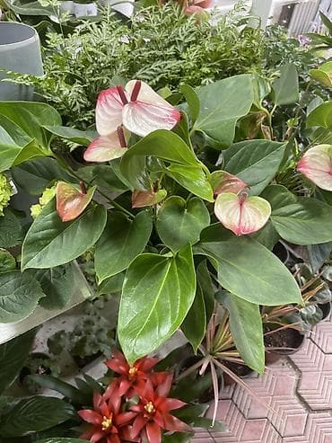 Антуриум (Anthurium) в горшке — декоративно-цветущее комнатное at lalafo.kg Антуриум (Anthurium) в горшке — декоративно-цветущее комнатное