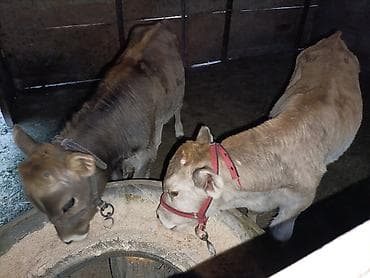 Продаю | Музоо, торпок | На откорм | Привязанные at lalafo.kg Продаю | Музоо, торпок | На откорм | Привязанные
