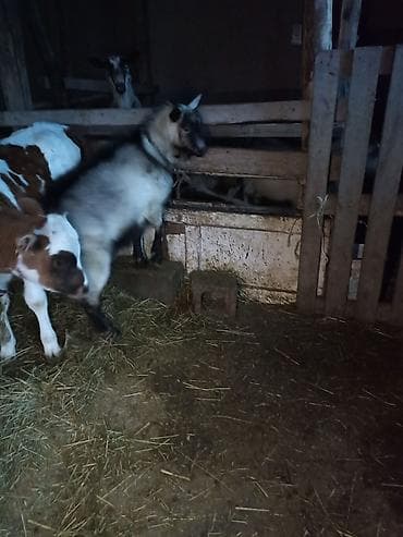 Продаю | Козёл (самец) | Нубийская | Для разведения | Осеменитель at lalafo.kg Продаю | Козёл (самец) | Нубийская | Для разведения | Осеменитель