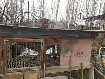 Коён кана
клетка для кроликов
Джалал Абад at lalafo.kg Коён кана
клетка для кроликов
Джалал Абад