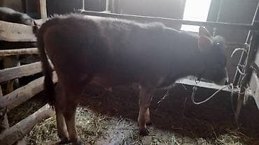 Продаю | Бык (самец), Музоо, торпок | Швицкая | На откорм, Для разведения | Искусственник, Привязанные at lalafo.kg Продаю | Бык (самец), Музоо, торпок | Швицкая | На откорм, Для разведения | Искусственник, Привязанные
