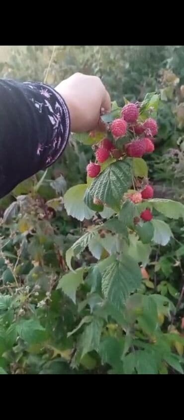 Малина В розницу at lalafo.kg Малина В розницу