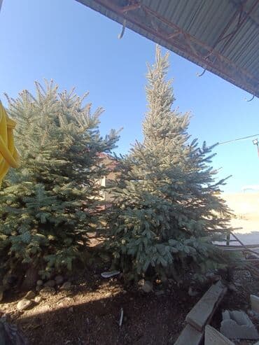 Ель голубая (Picea pungens) - Породистые голубые ели с плотной at lalafo.kg Ель голубая (Picea pungens) - Породистые голубые ели с плотной