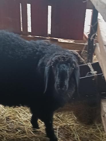 Сатам | Козу | Көбөйтүү үчүн lalafo.kg да — 2 Сатам | Козу | Көбөйтүү үчүн — 2