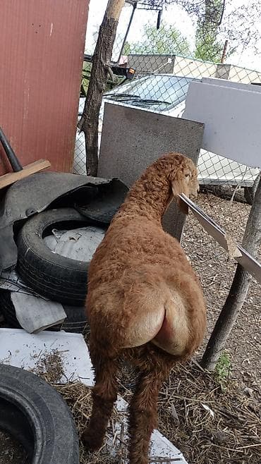 13 800 at lalafo.kg 13 800