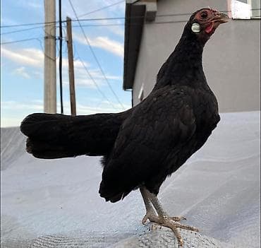 Продаются декоративные карлики кур петух at lalafo.kg Продаются декоративные карлики кур петух