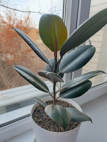 Фикус эластика (каучуконосный), комнатное растение в горшке. - Высота at lalafo.kg Фикус эластика (каучуконосный), комнатное растение в горшке. - Высота