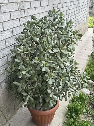 Толстянка (Crassula ovata), «денежное дерево» в горшке.взрослое дерево at lalafo.kg Толстянка (Crassula ovata), «денежное дерево» в горшке.взрослое дерево
