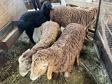 Ягнята 2 месяца цена 14500 прошу at lalafo.kg Ягнята 2 месяца цена 14500 прошу