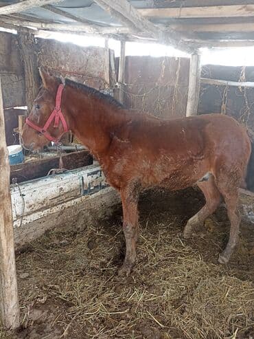 Продаю | Жеребенок | Для разведения at lalafo.kg Продаю | Жеребенок | Для разведения