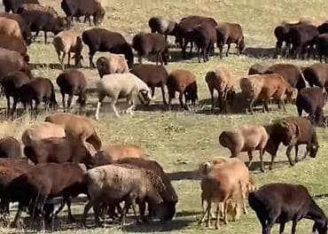 Кой баканга адам керек адрес сокулук бут шаарты бар чабан керек at lalafo.kg Кой баканга адам керек адрес сокулук бут шаарты бар чабан керек