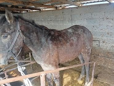 Продаю | Жеребец | Рабочий at lalafo.kg Продаю | Жеребец | Рабочий