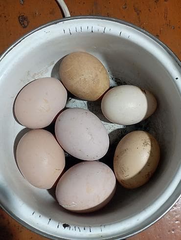 Домашние куриные яйца - Разнокалиберные, натуральные, деревенские. - at lalafo.kg Домашние куриные яйца - Разнокалиберные, натуральные, деревенские. -