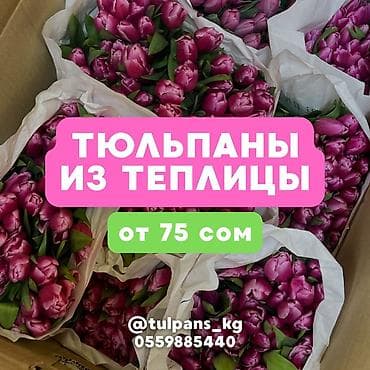 СВЕЖИЕ тюльпаны к 8 Марта 🌷 Голландские луковицы 🇳🇱 | 40–50 см Опт и at lalafo.kg СВЕЖИЕ тюльпаны к 8 Марта 🌷 Голландские луковицы 🇳🇱 | 40–50 см Опт и