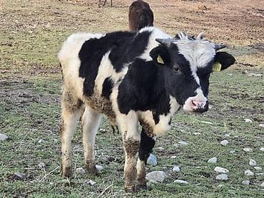 Proton: Сатам | Бука (эркек) | Голштин lalafo.kg да — 1 Proton: Сатам | Бука (эркек) | Голштин — 1