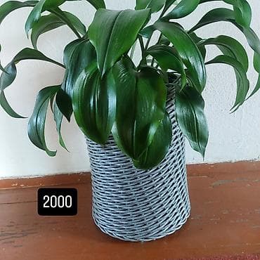 Плетёные кашпо для комнатных растений - Ручная плетёнка с плотным at lalafo.kg Плетёные кашпо для комнатных растений - Ручная плетёнка с плотным