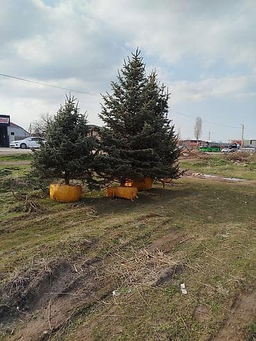 Ели/хвойные деревья с комом земли для пересадки - Породы: ель (в т at lalafo.kg Ели/хвойные деревья с комом земли для пересадки - Породы: ель (в т