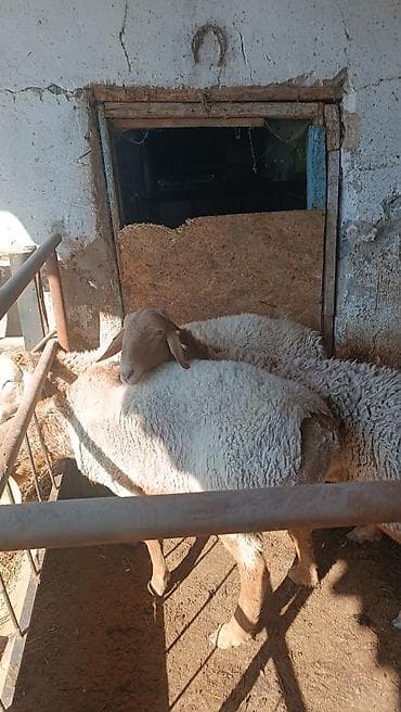 Продаю | Ягненок | Полукровка | Для разведения at lalafo.kg Продаю | Ягненок | Полукровка | Для разведения
