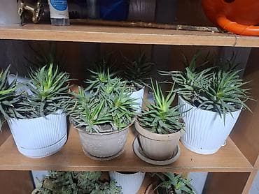 Эпипремнумдар жана сциндапсустар: Продаю Много Комнатных Расстений lalafo.kg да — 9 Эпипремнумдар жана сциндапсустар: Продаю Много Комнатных Расстений — 9