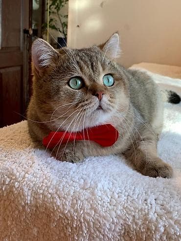 Продаются шотландские вислоухие котята (Scottish Fold и Straight) at lalafo.kg — 10 Продаются шотландские вислоухие котята (Scottish Fold и Straight) — 10