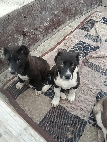 Алабай, 2 месяца, Самец, С прививкой at lalafo.kg Алабай, 2 месяца, Самец, С прививкой