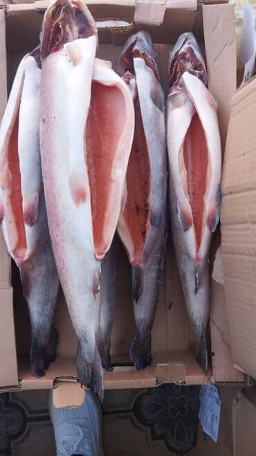 Замороженный at lalafo.kg Замороженный