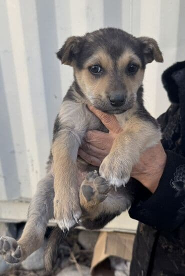 Щенки метисов среднего размера. Описание: - Возраст: примерно 1,5–2 at lalafo.kg Щенки метисов среднего размера. Описание: - Возраст: примерно 1,5–2