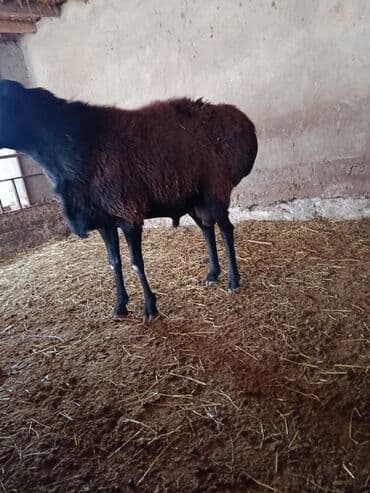 Продаю | Овца (самка) | Для разведения | Осеменитель at lalafo.kg Продаю | Овца (самка) | Для разведения | Осеменитель