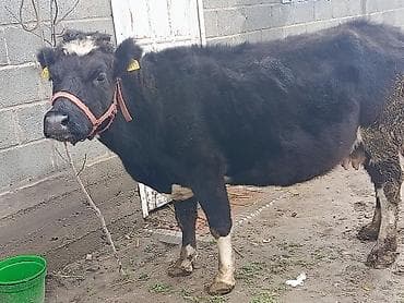 Продаю | Корова (самка) | Алатауская | Для молока at lalafo.kg Продаю | Корова (самка) | Алатауская | Для молока