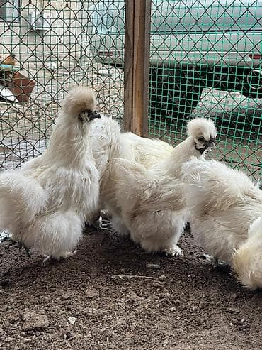 Продаю | Петух, Куры at lalafo.kg Продаю | Петух, Куры