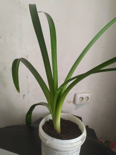 Комнатные цветы
Амаралис
Каланхое at lalafo.kg Комнатные цветы
Амаралис
Каланхое