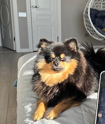 Шпиц, 2 года, Самец, С прививкой at lalafo.kg Шпиц, 2 года, Самец, С прививкой