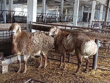 Продаю | Баран (самец) | Арашан | Для разведения | Осеменитель at lalafo.kg Продаю | Баран (самец) | Арашан | Для разведения | Осеменитель