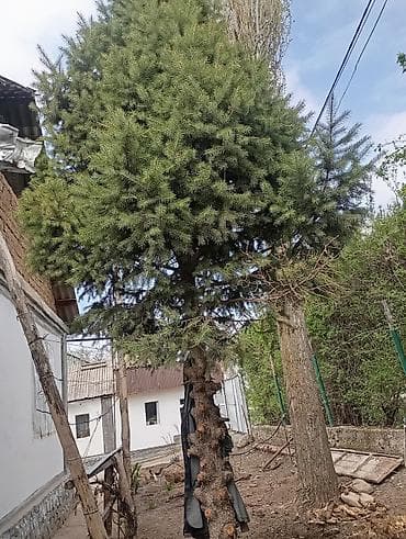 Ель/сосна декоративная (живое дерево для пересадки) - Порода: хвойная at lalafo.kg Ель/сосна декоративная (живое дерево для пересадки) - Порода: хвойная